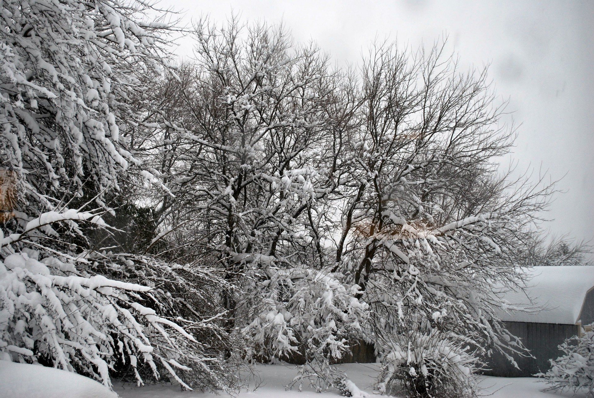 seasons winter landscape free photo