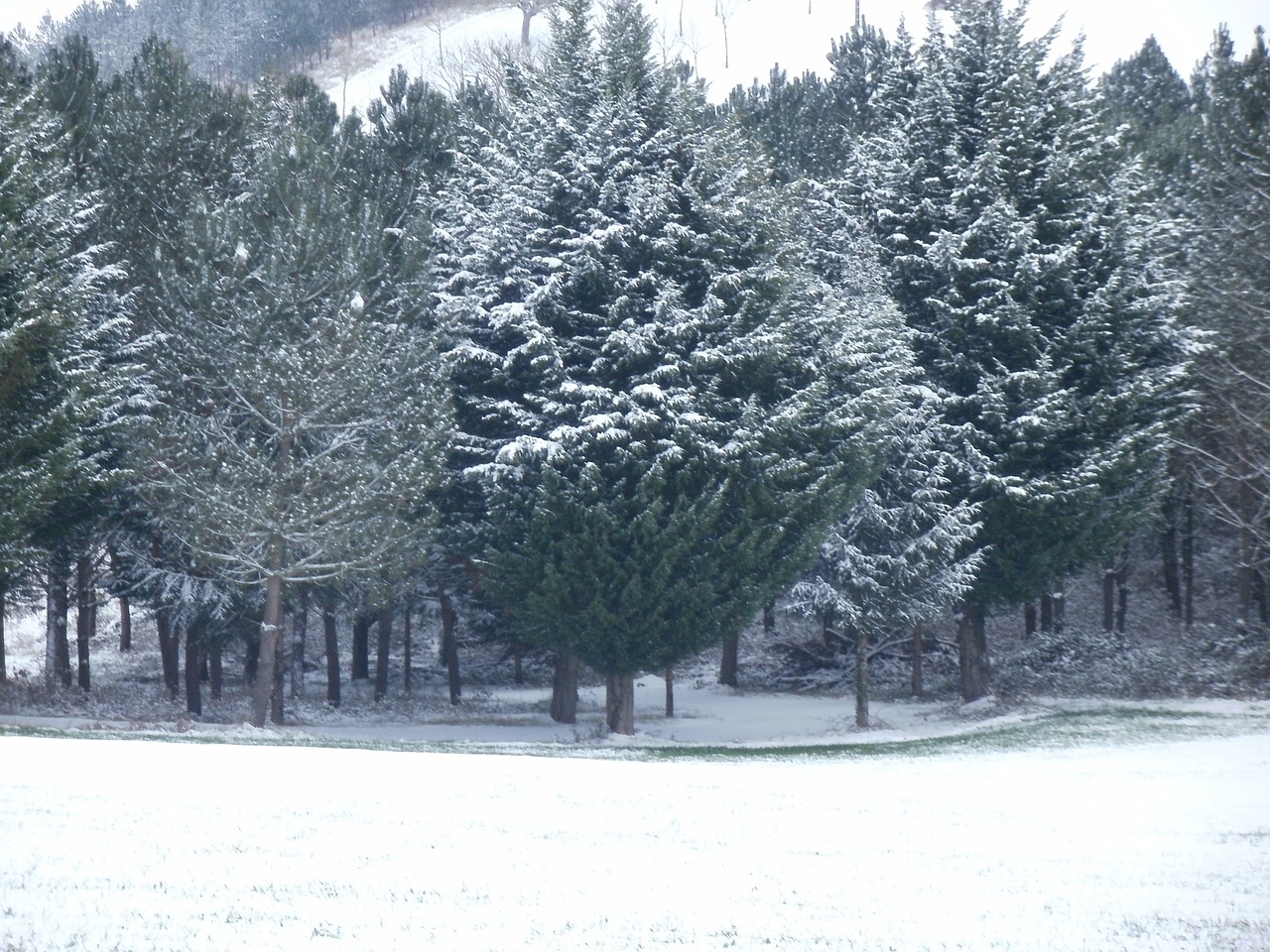 winter scenery fir nature free photo