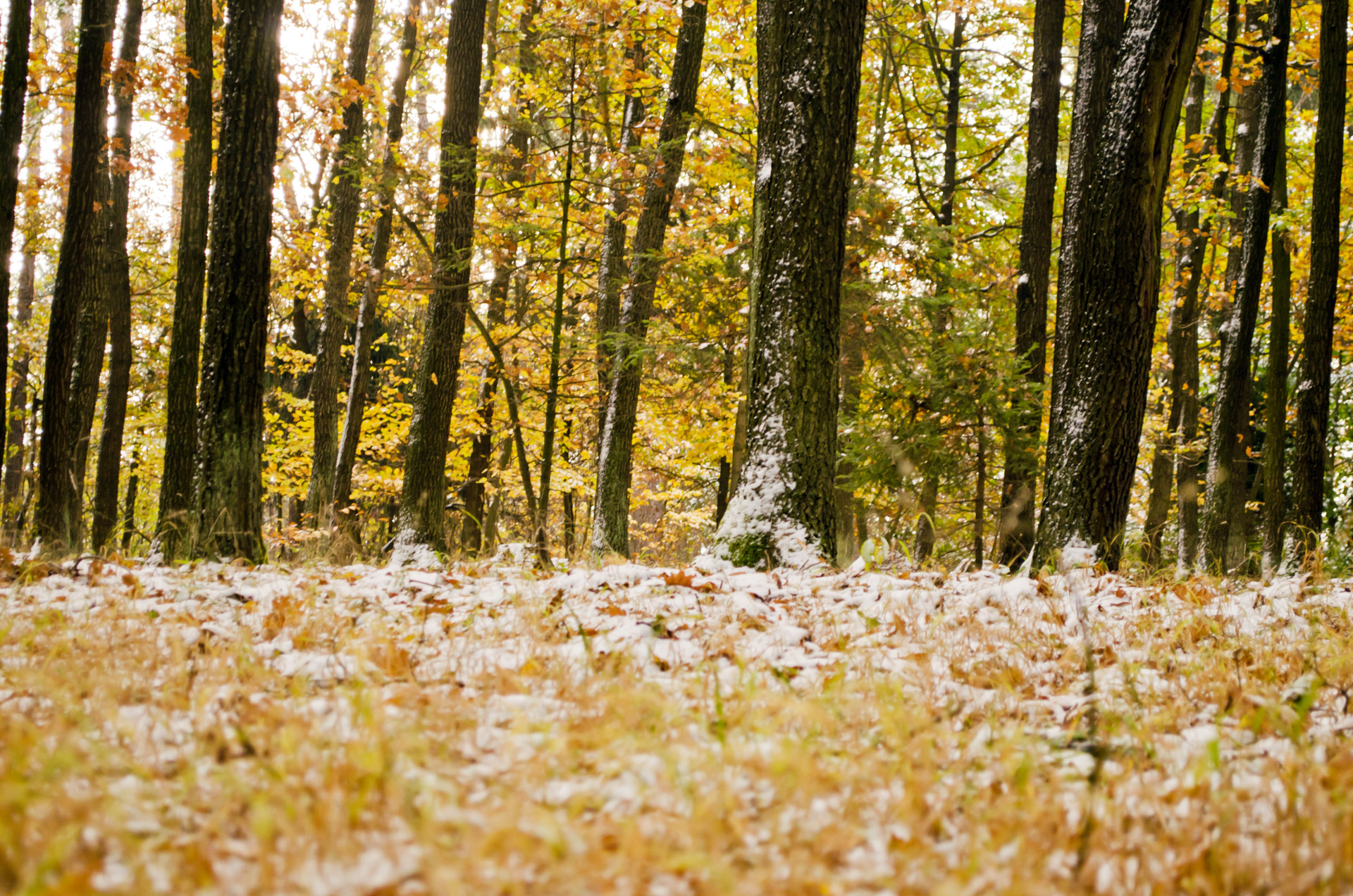 winter season snow free photo