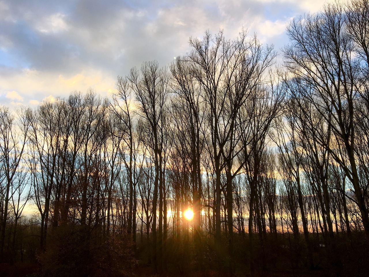 winter sun  trees  poplars free photo