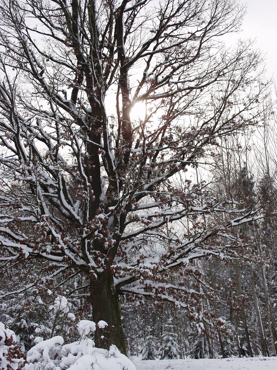 winter sun tree snow free photo