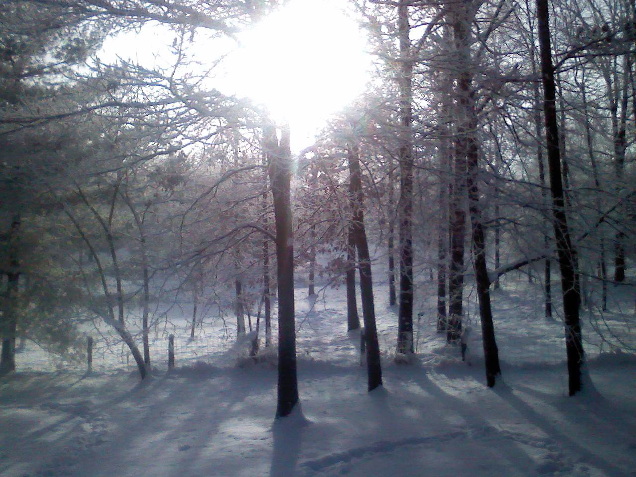 sun trees snow free photo