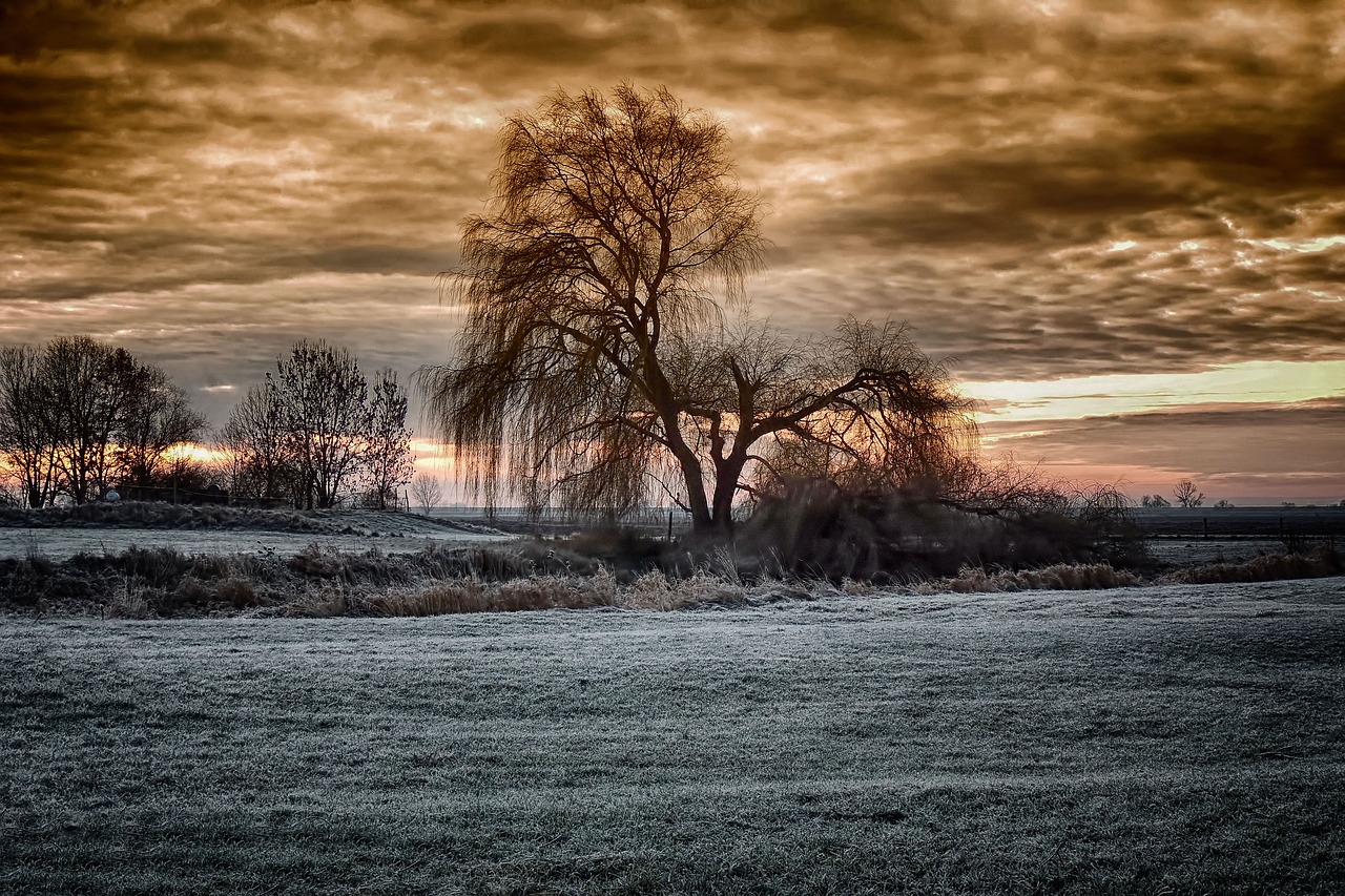 winter sunrise  pasture  weeping willow free photo