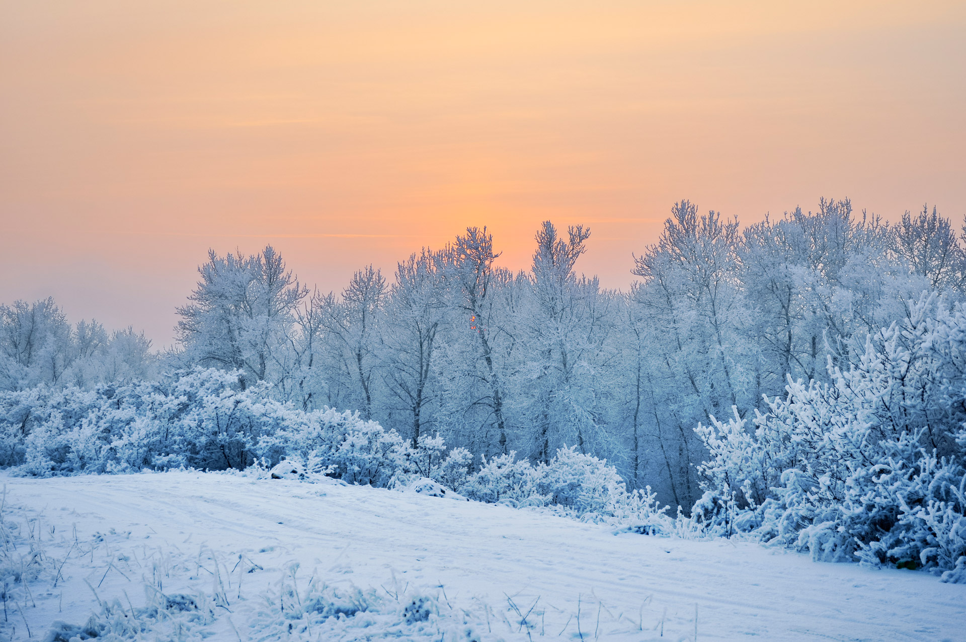 snow winter landscape free photo