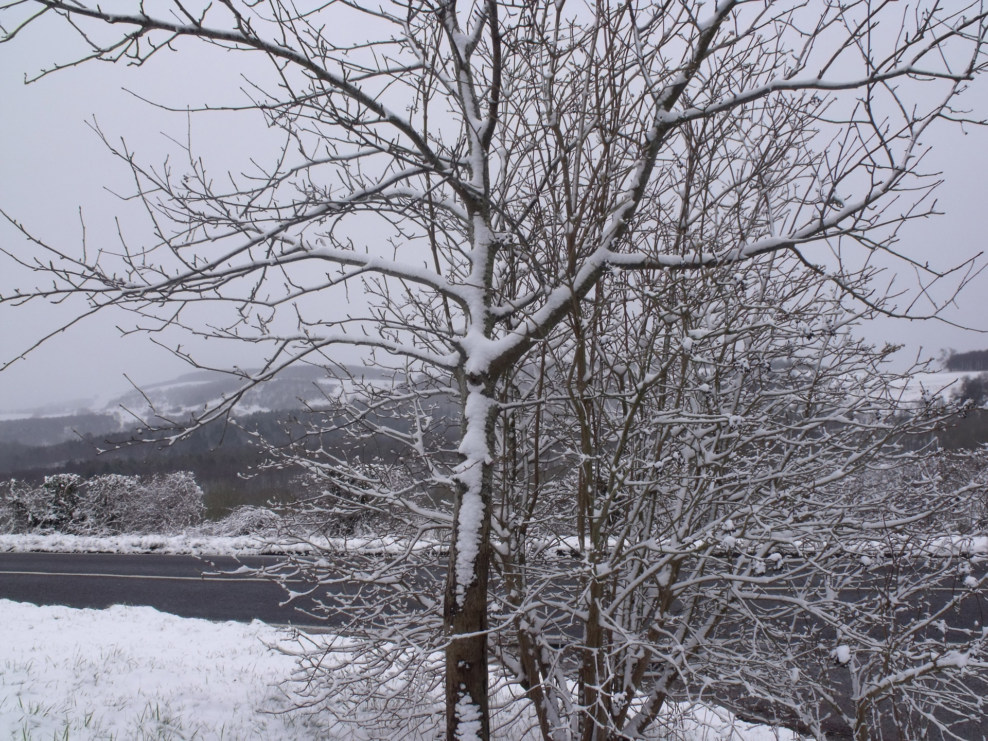 winter tree winter tree free photo