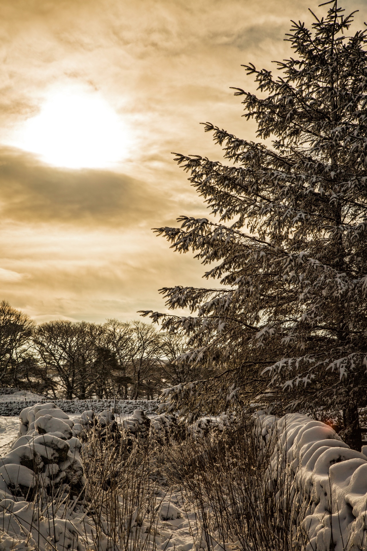 beautiful landscape winter free photo