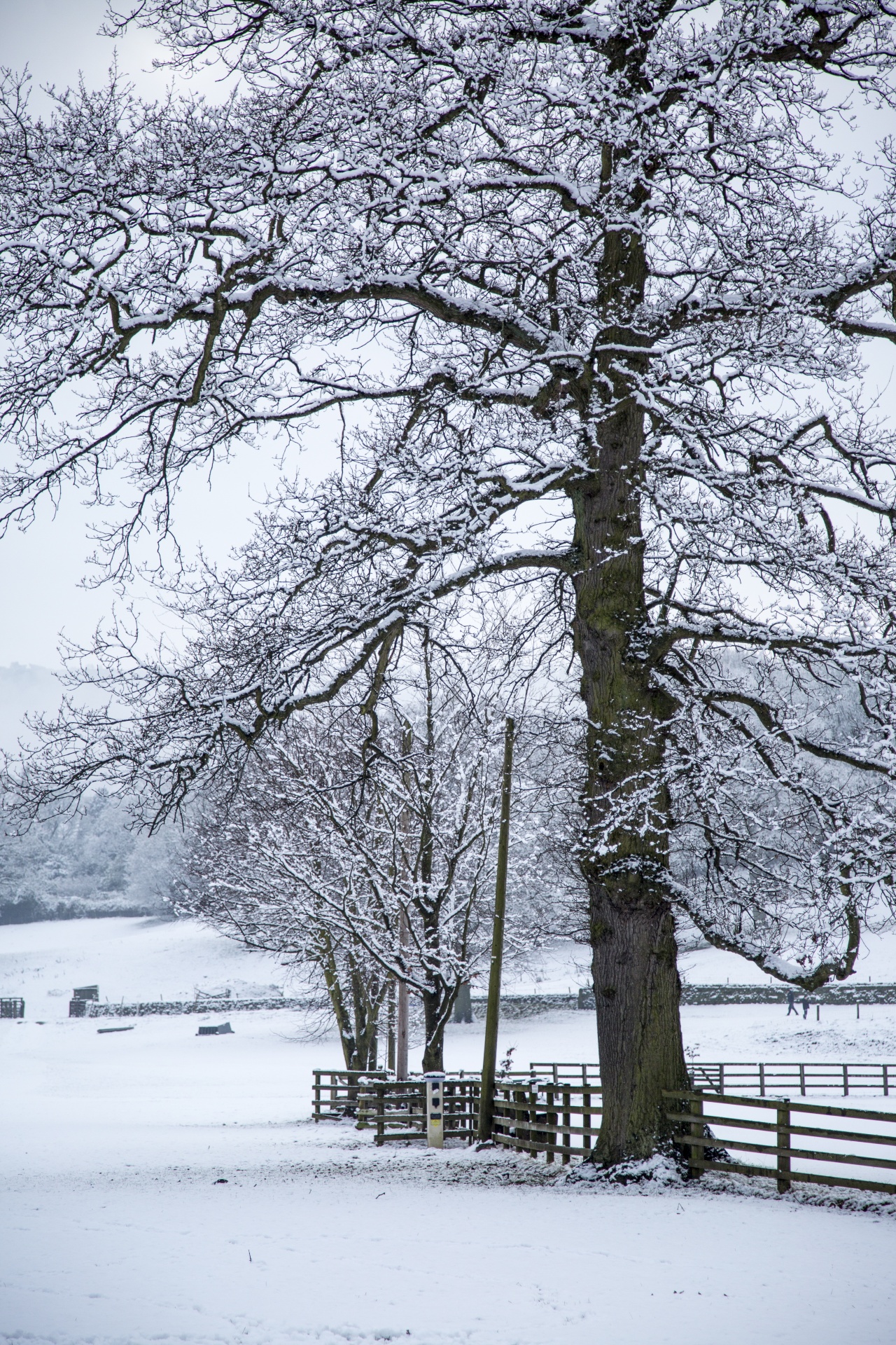 winter sheep farm free photo