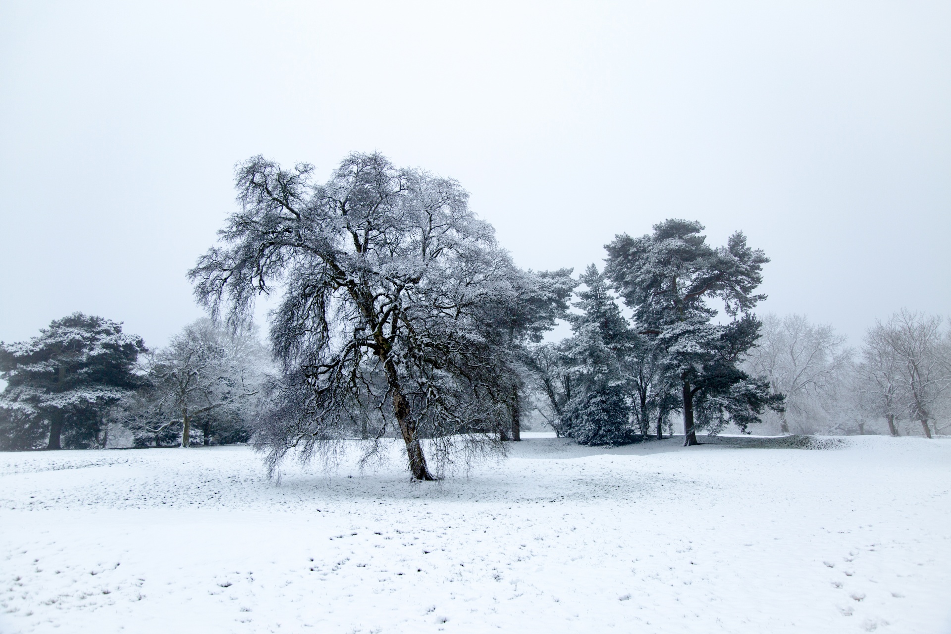 winter seasons snow free photo