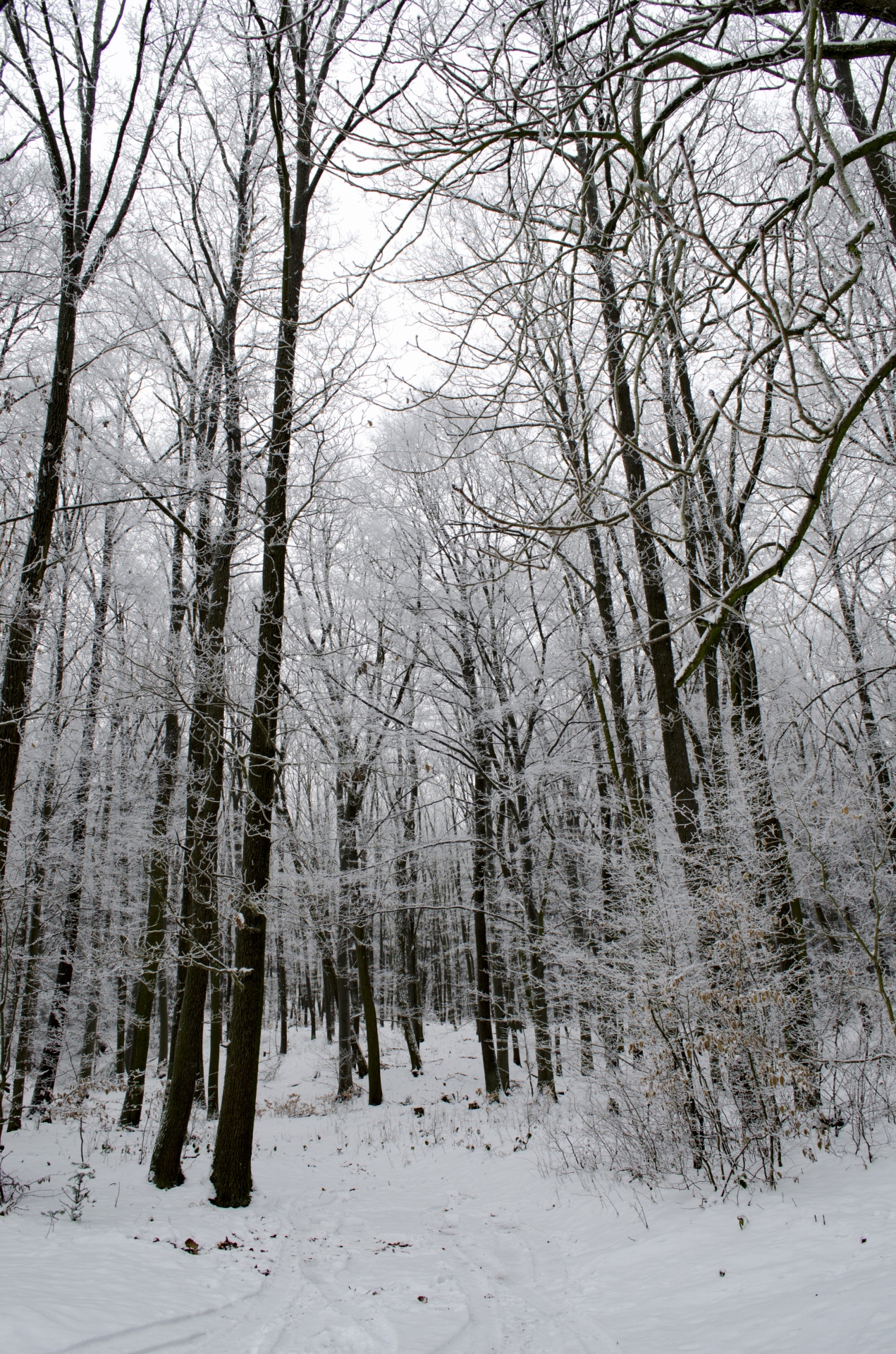 winter forest seasons free photo