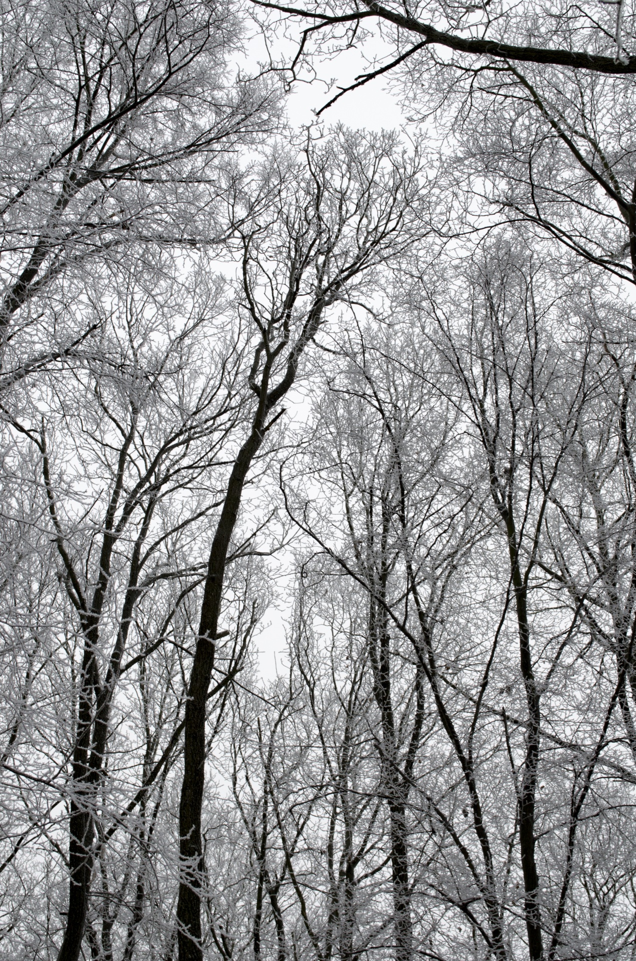 winter forest seasons free photo