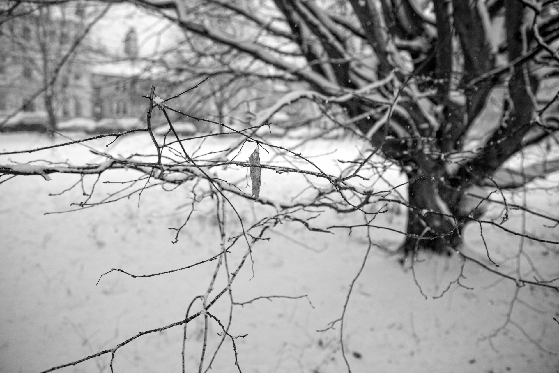 winter landscape snow free photo