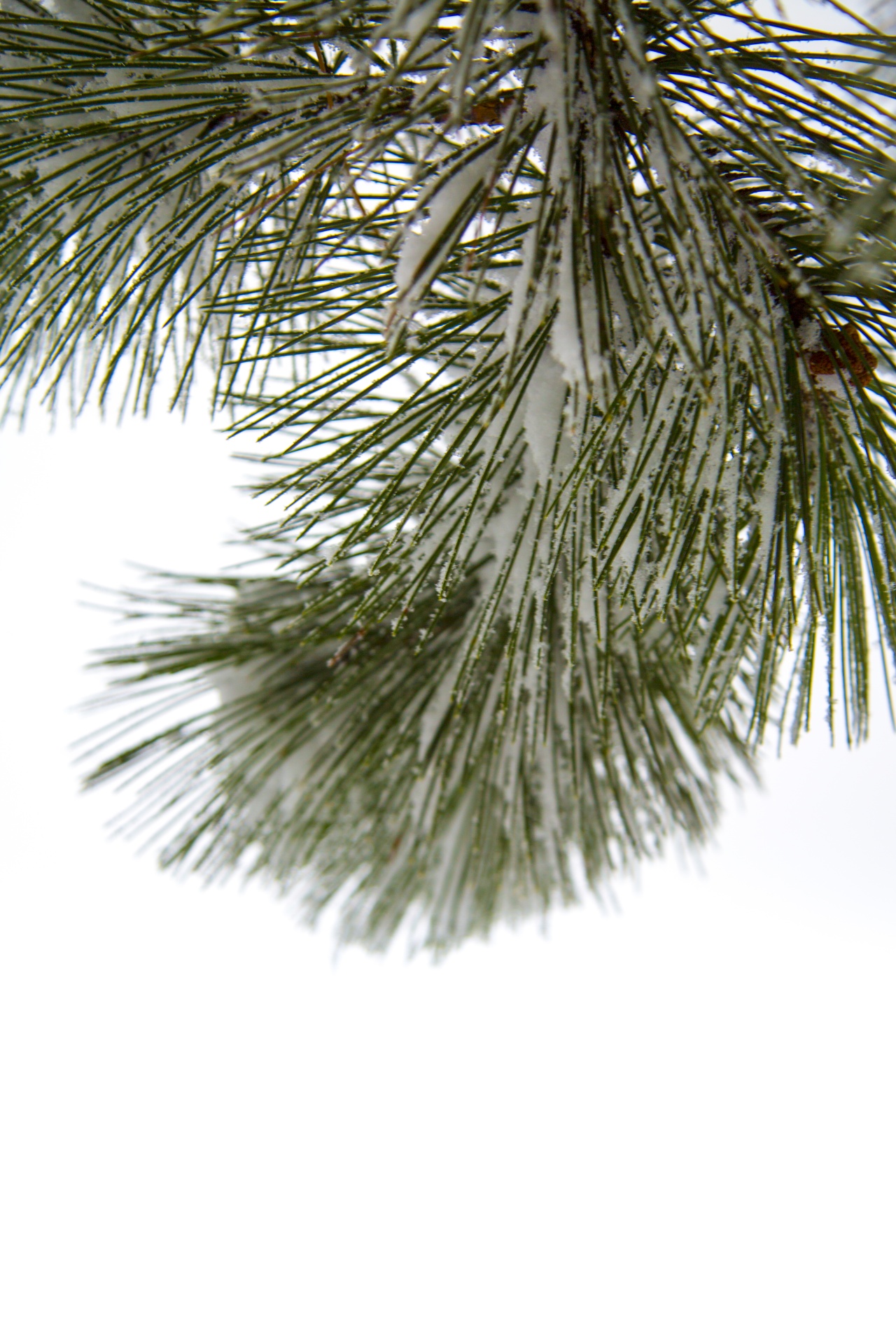 winter tree pine free photo