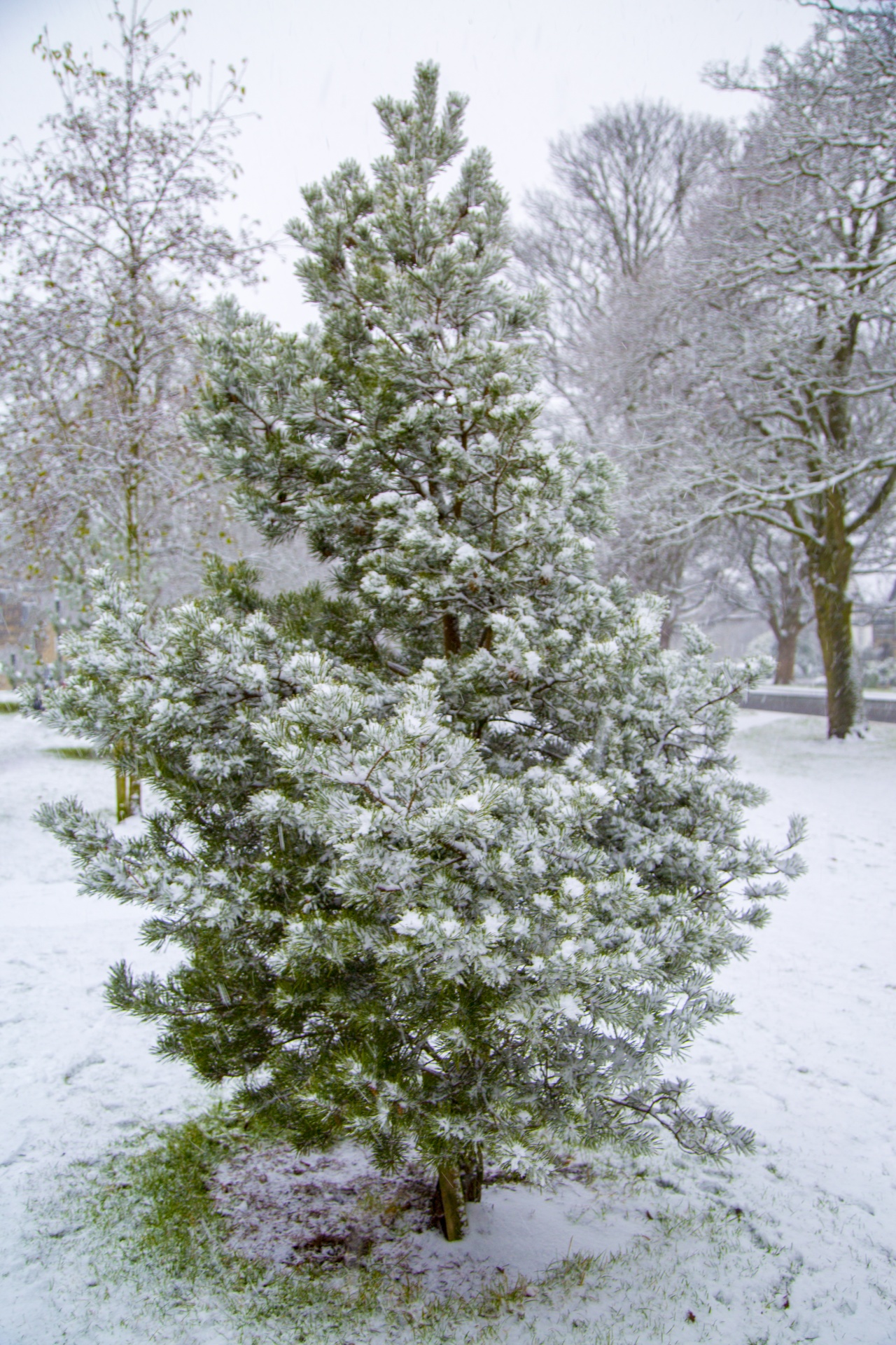 winter tree pine free photo