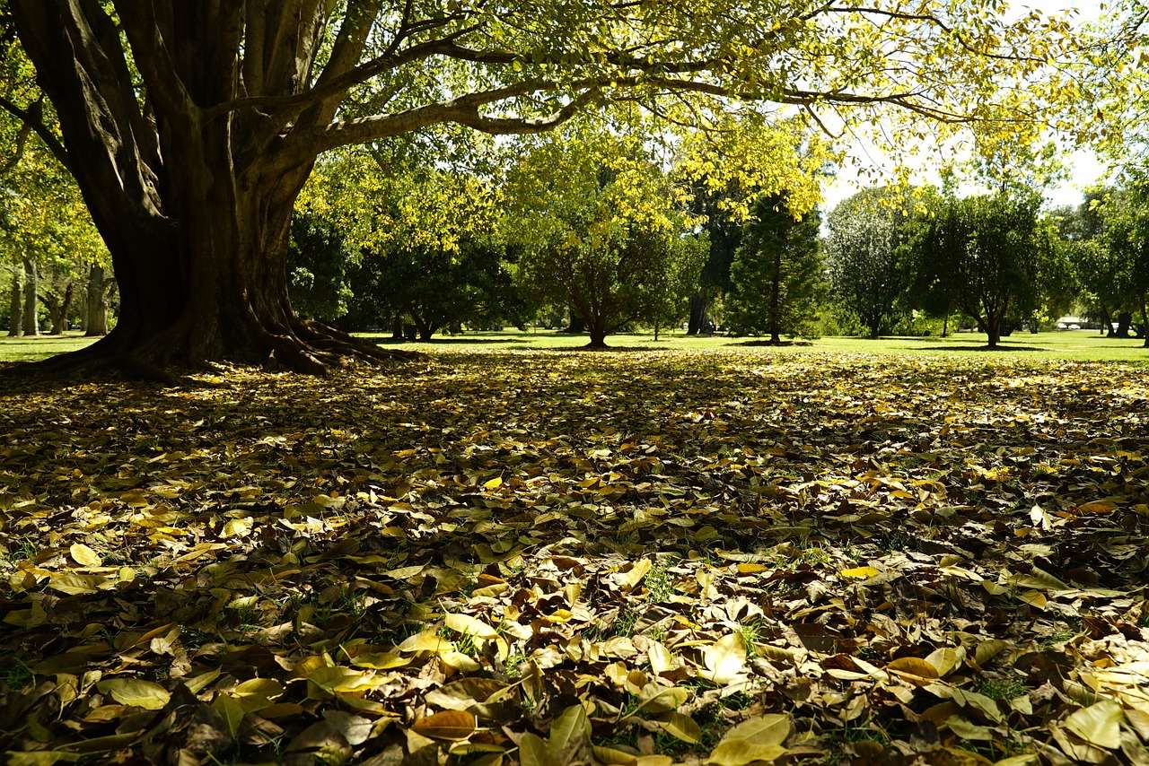 winter tree fallen leaves botanical free photo