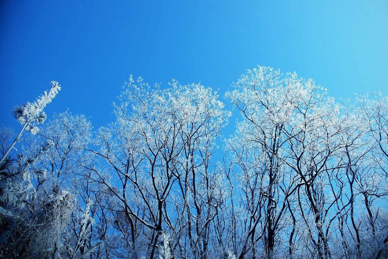 winter tree snow free pictures free photo