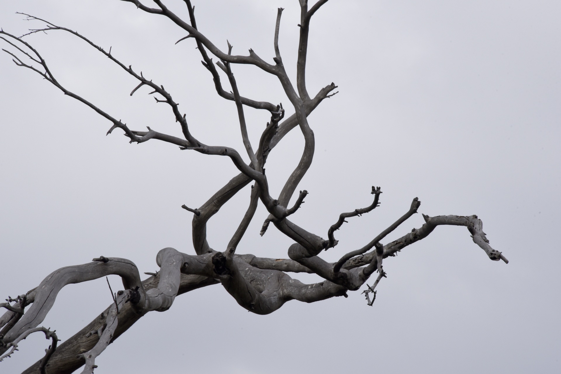 winter branch branches free photo