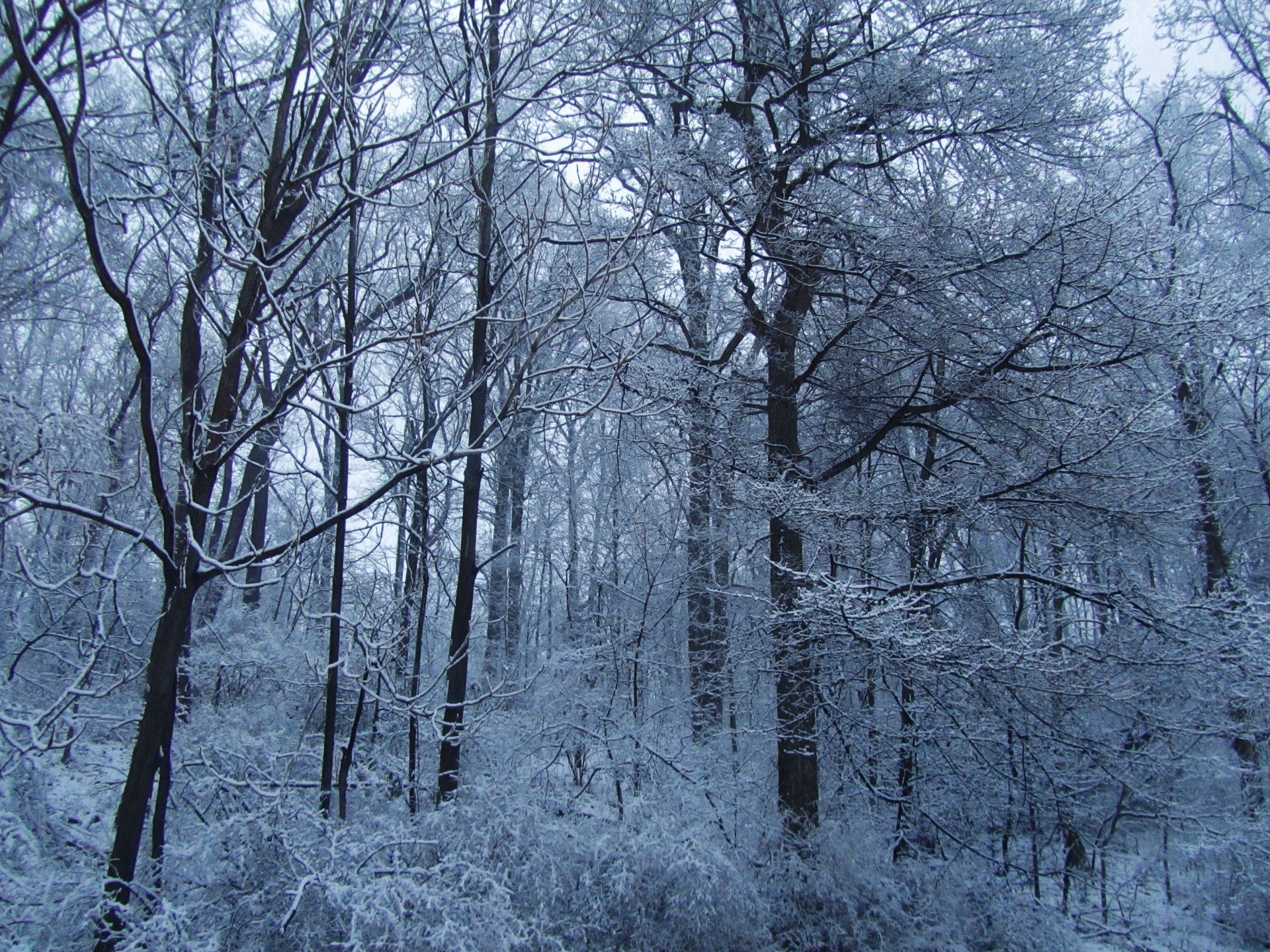 snow woods trees free photo