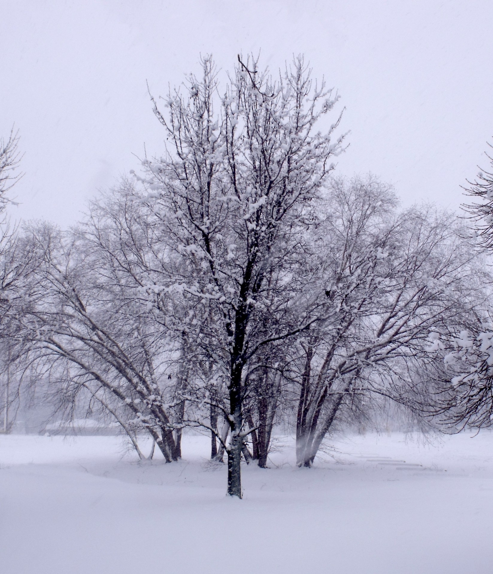 winter trees cold free photo