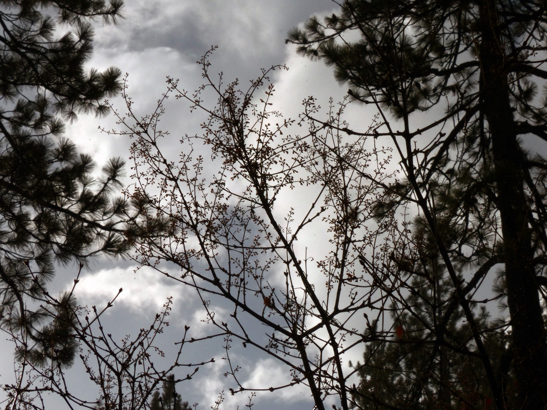 silhouette sky black free photo