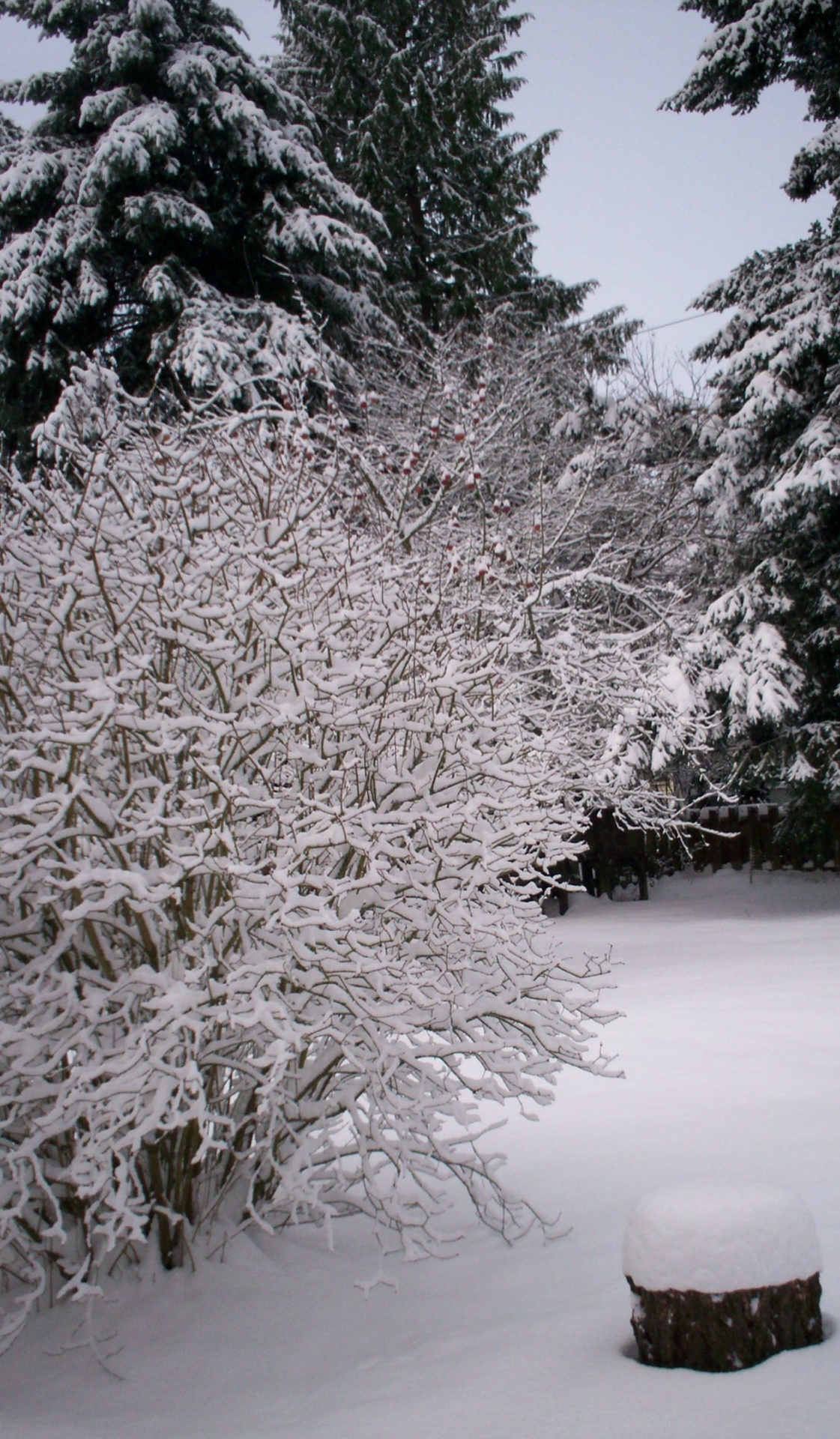 snow trees landscape free photo