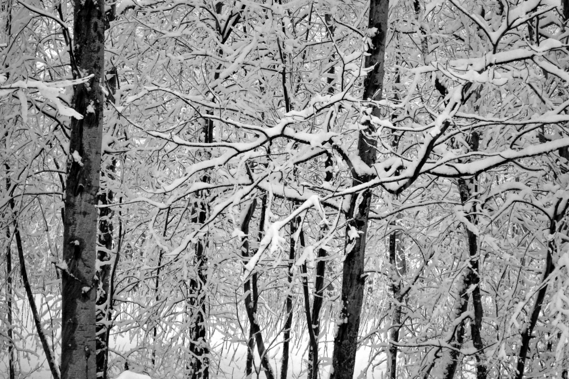 trees winter snow free photo