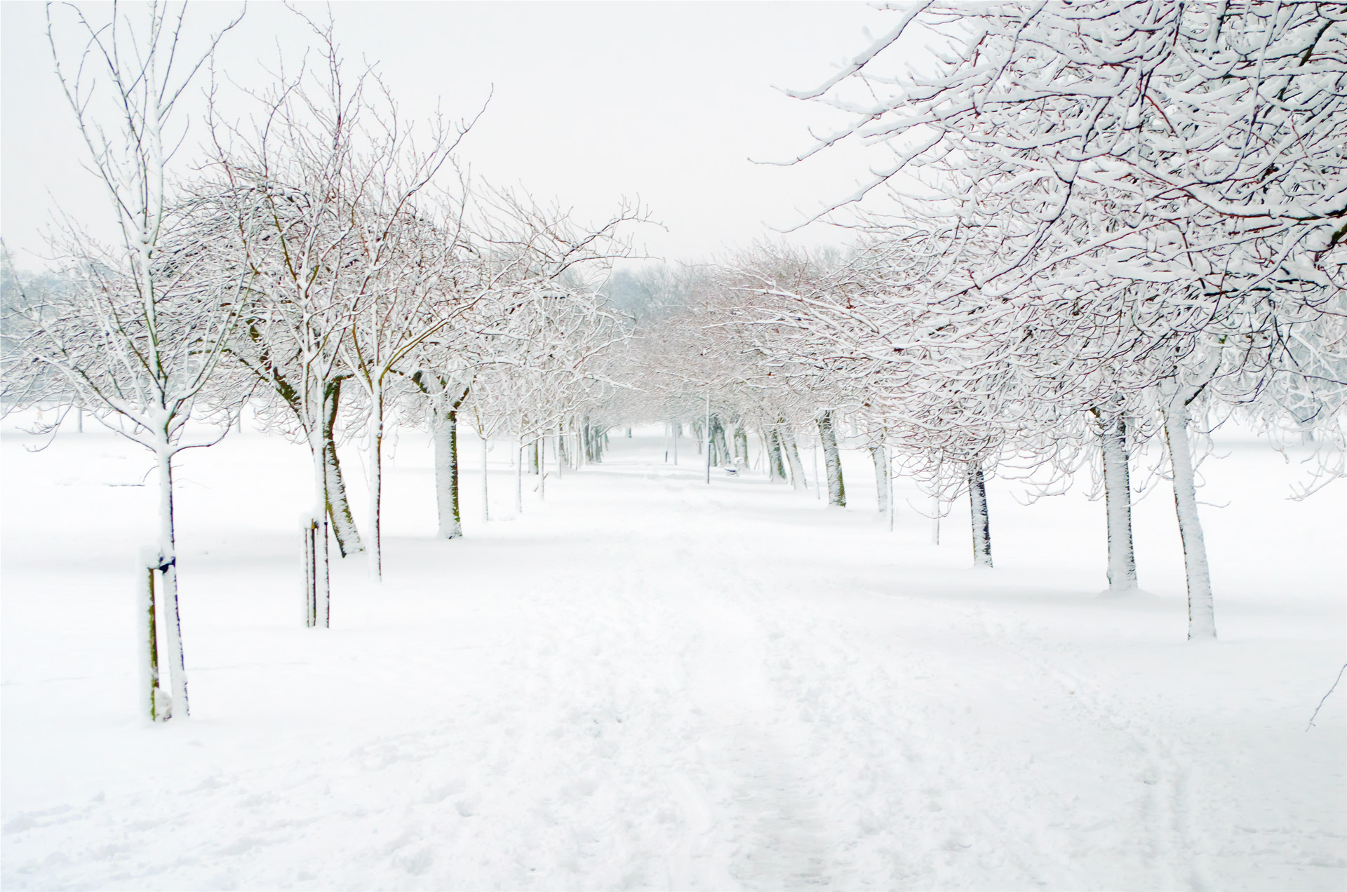 snowy snow snowed free photo