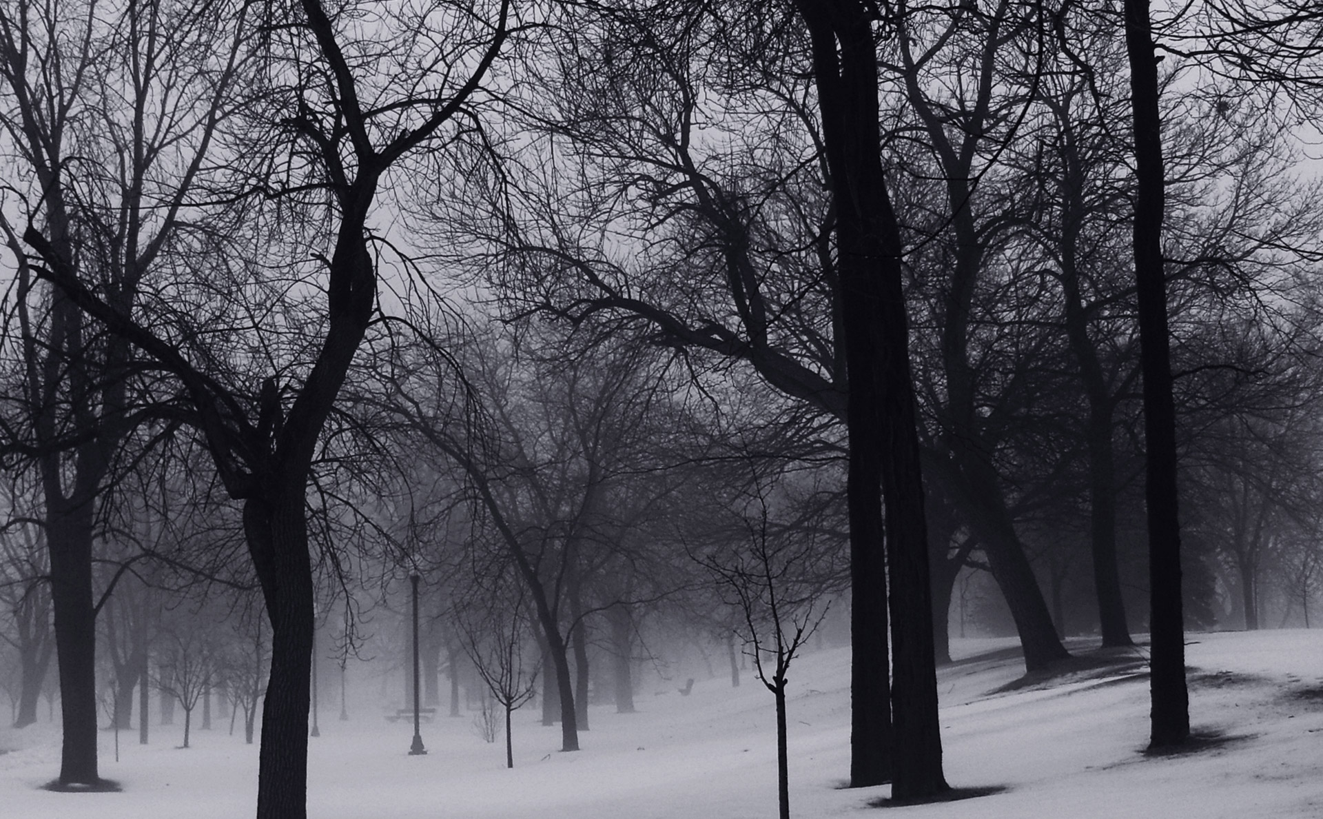 winter trees snow free photo