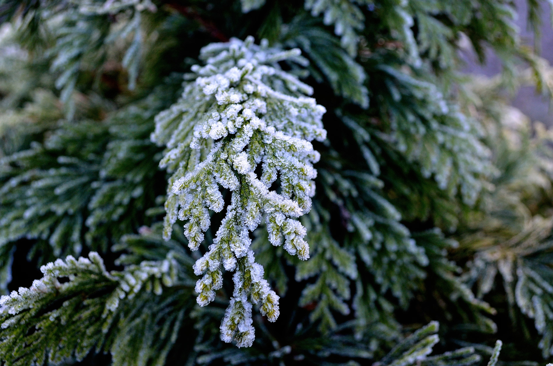 twig winter season free photo