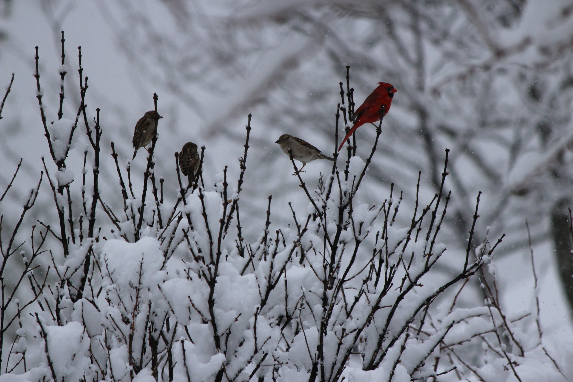 birds robin trees free photo