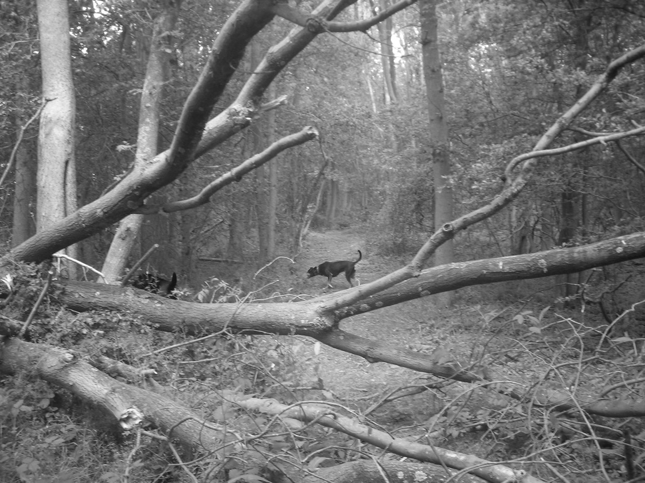 negative woodland dog free photo