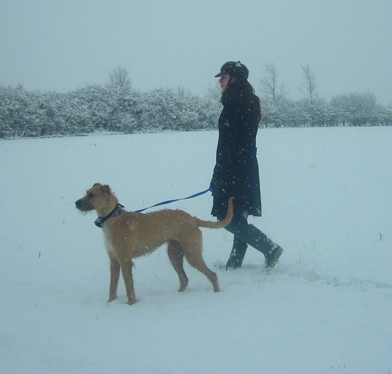 winter deerhound snow free photo