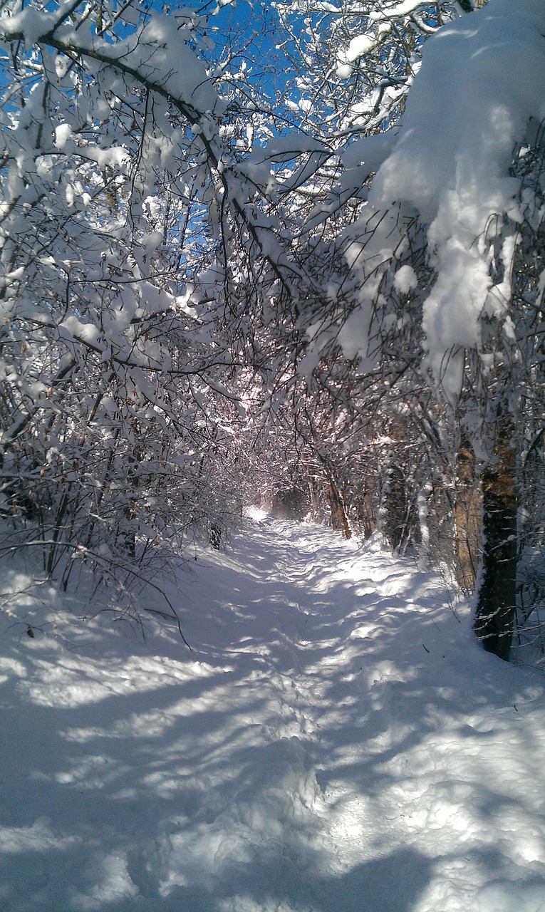 winter way path winter free photo