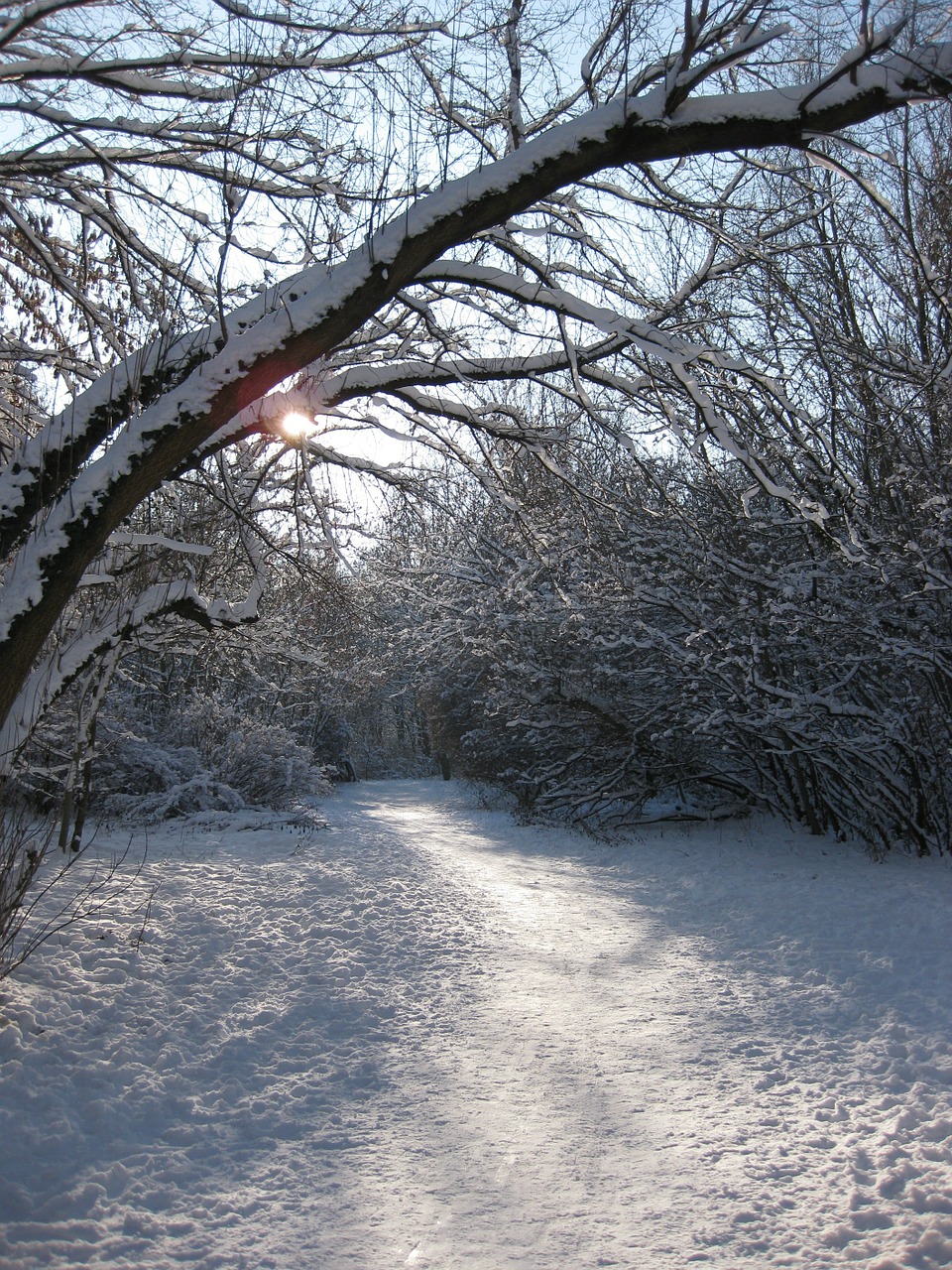 winter way forest winter free photo