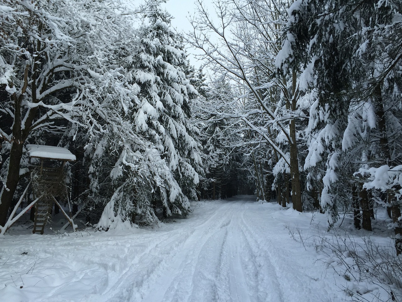 winter way forest hunter was free photo