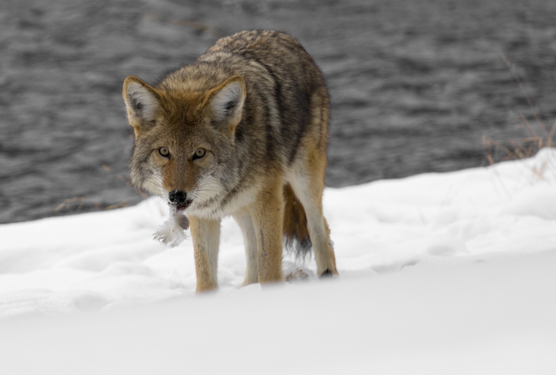 coyote wildlife nature free photo