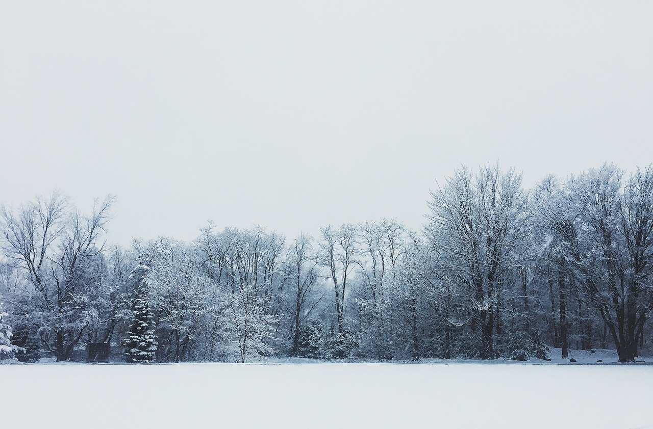 winter wonderland winter tree free photo