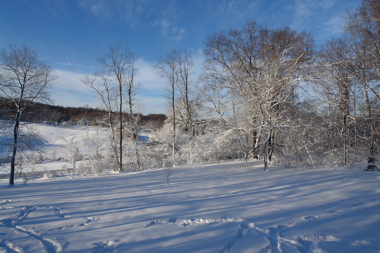 winter wonderland snow tree free photo