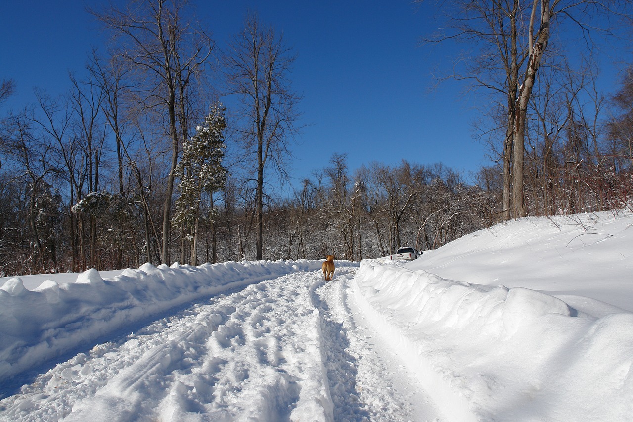 winter wonderland snow tracks dog free photo