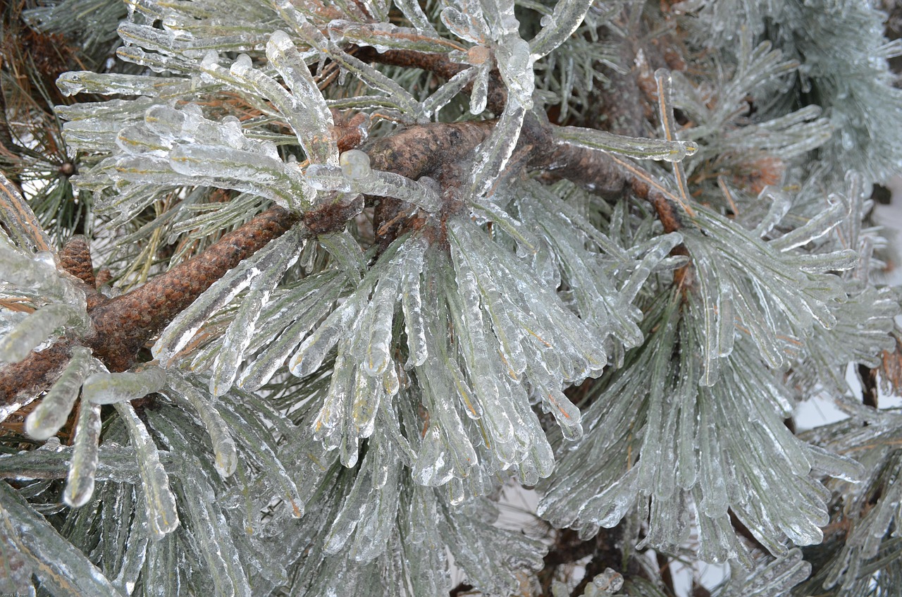 winter wonderland pines ice free photo