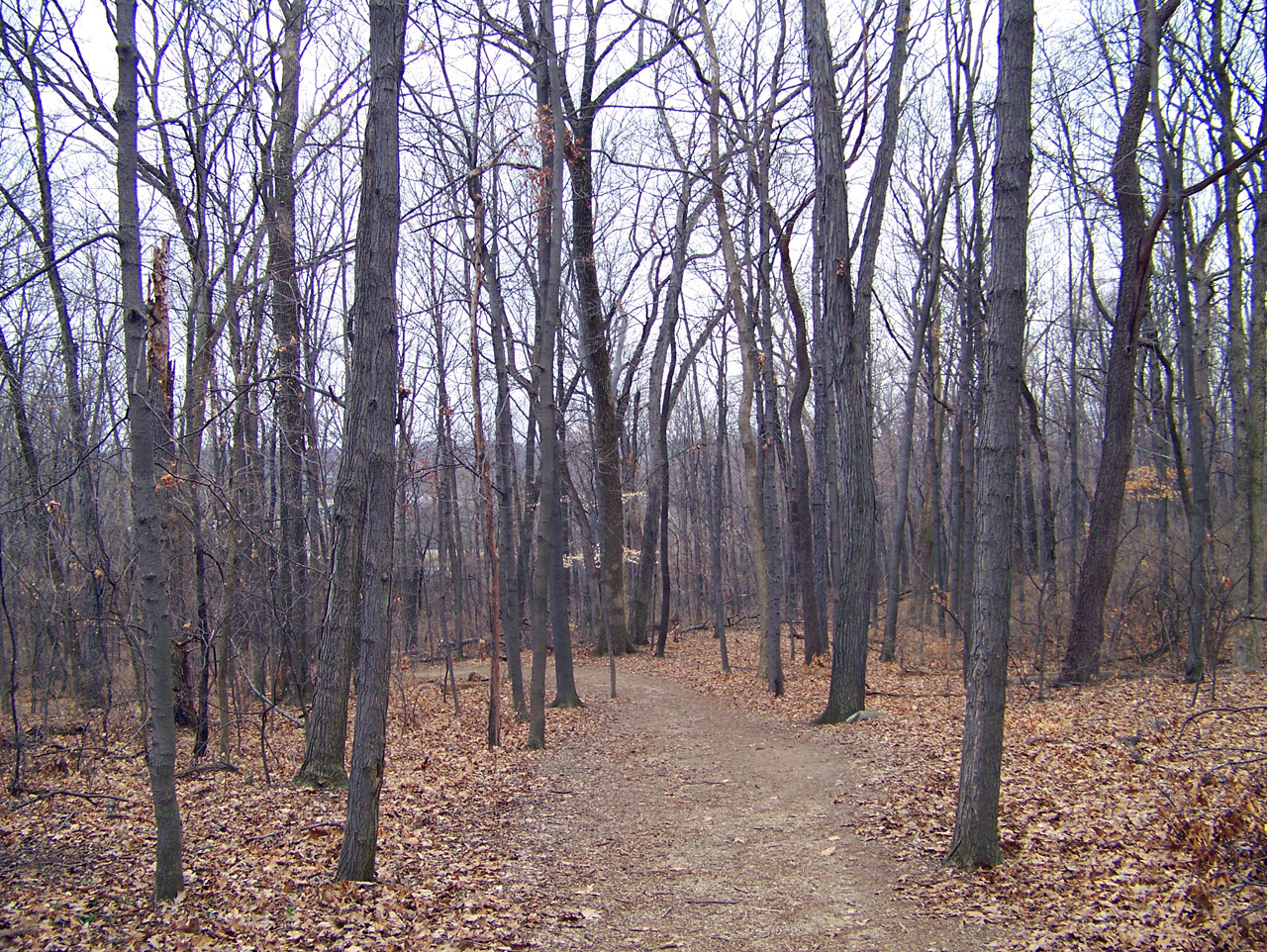 woods forest trees free photo