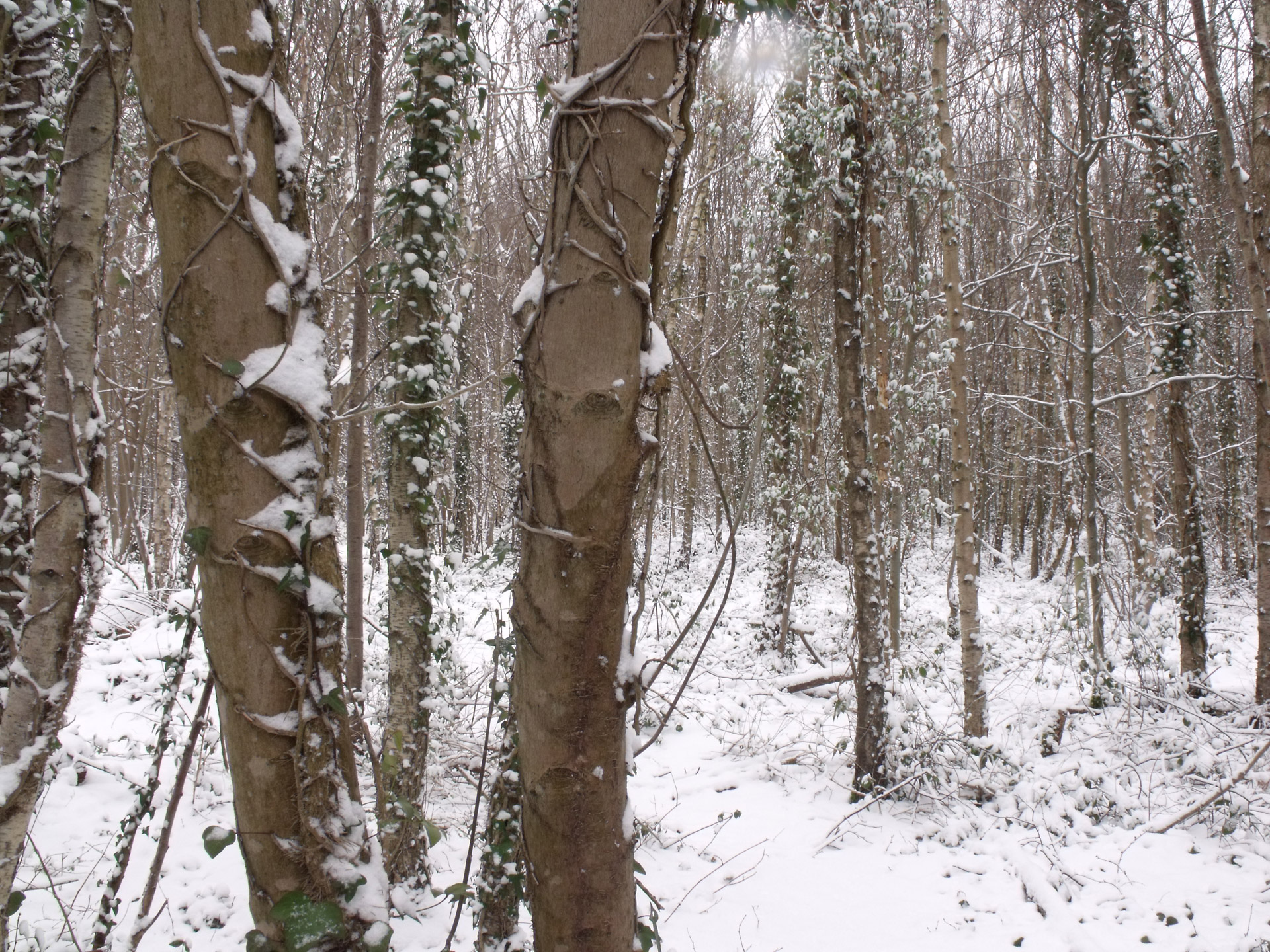 winter woods snowy scene free photo