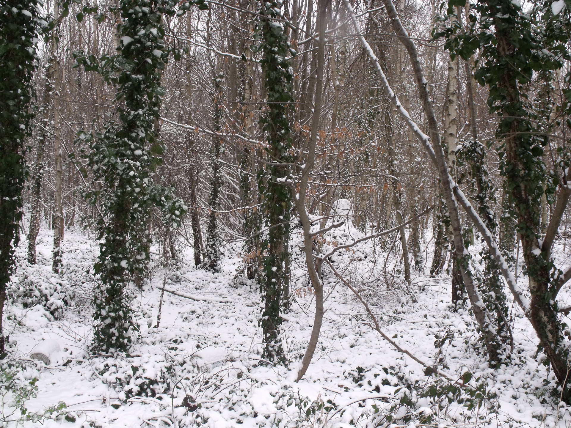 winter woods snowy scene free photo