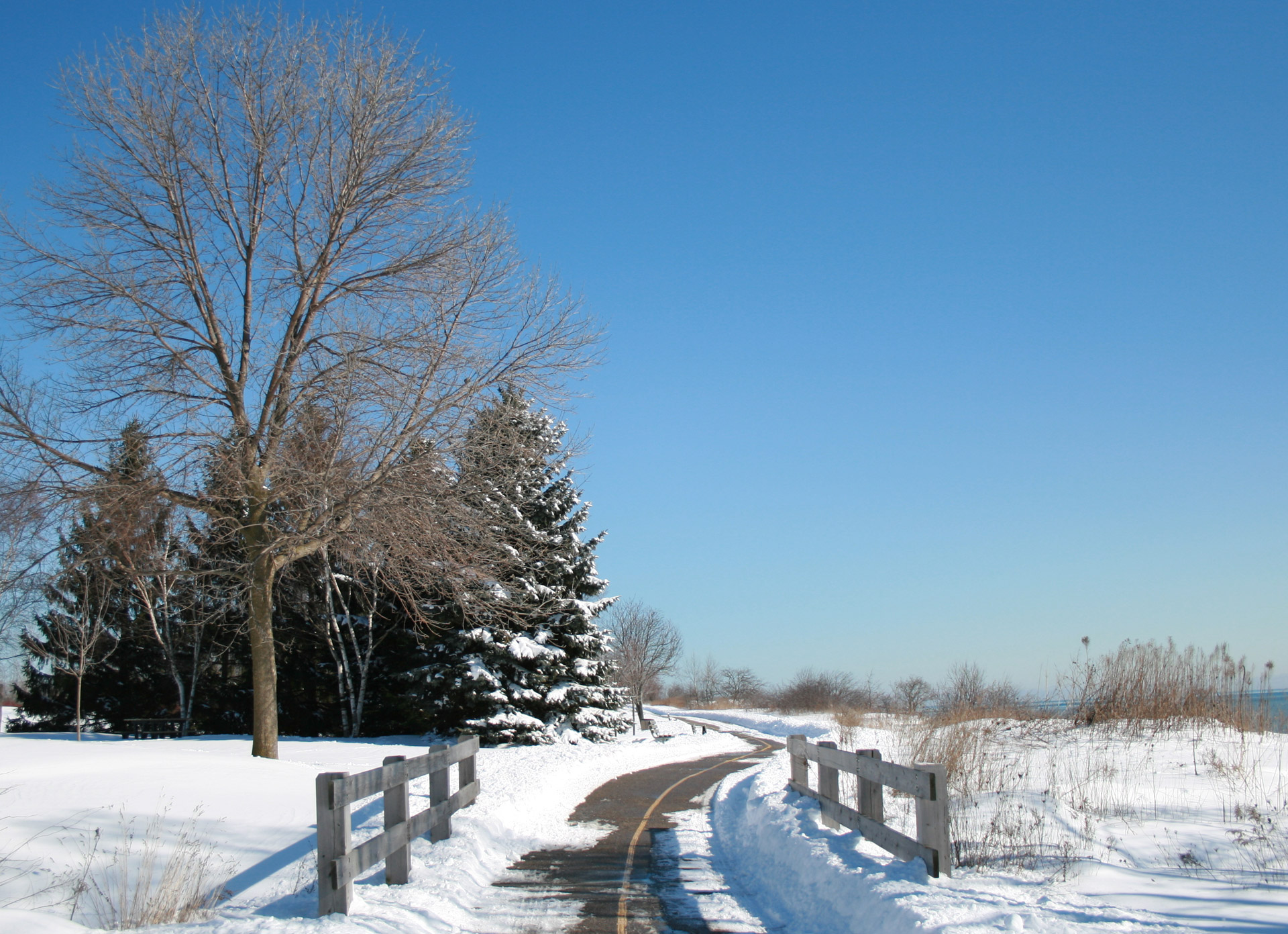 snow winter white free photo