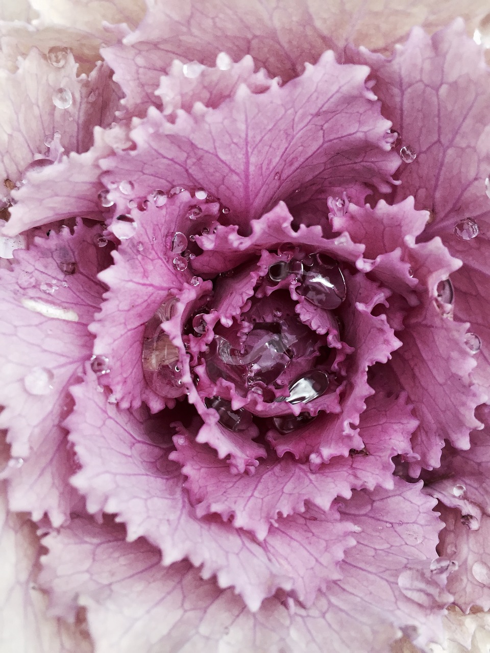 winterkohl kohl ornamental cabbage free photo