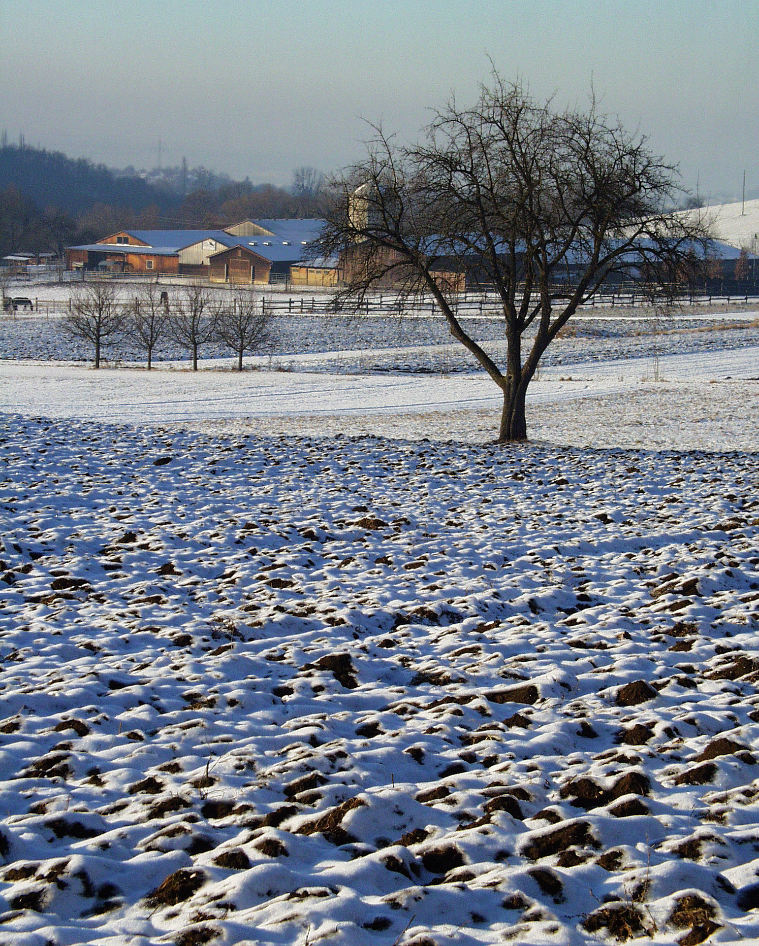 agriculture winter january free photo