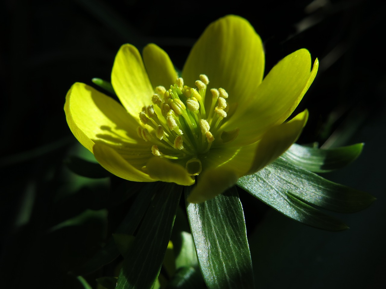 winterling yellow flower free photo