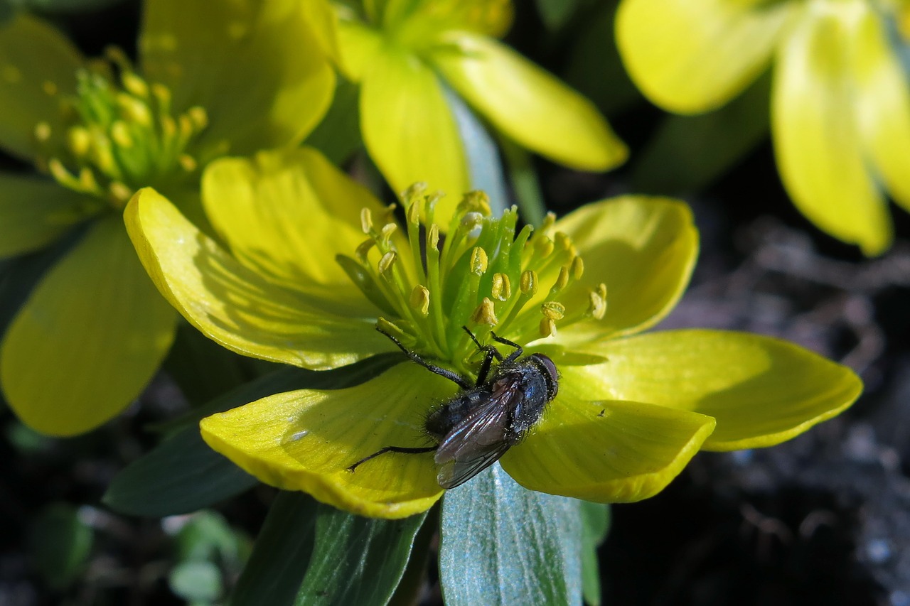 winterling fly nature free photo