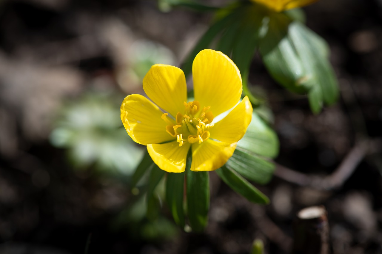 winterling  yellow  flower free photo