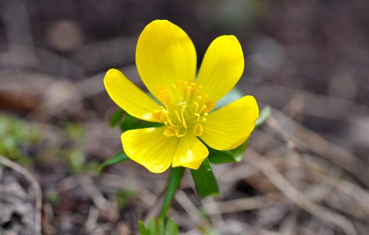 winterling spring flower early bloomer free photo