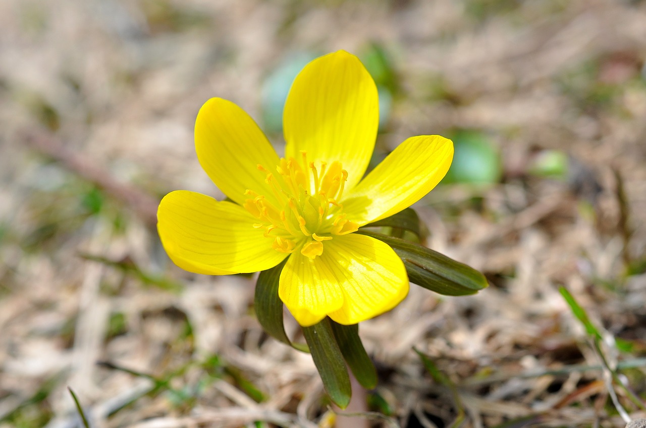 winterling flower blossom free photo